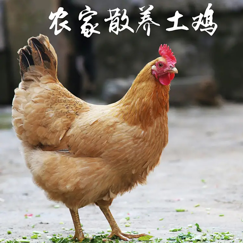 【笨老母鸡】报价行情_排行_品牌_参数_怎么样_图片_商家-苏宁易购