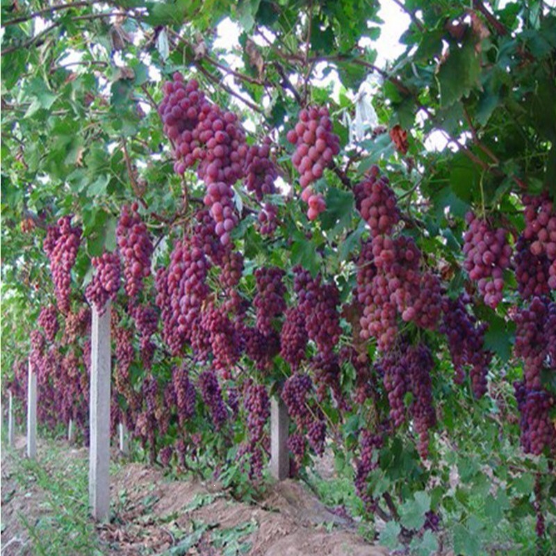 回固蓝宝石葡萄苗果树苗南北方四季种植庭院爬藤盆栽葡萄树苖当年结果