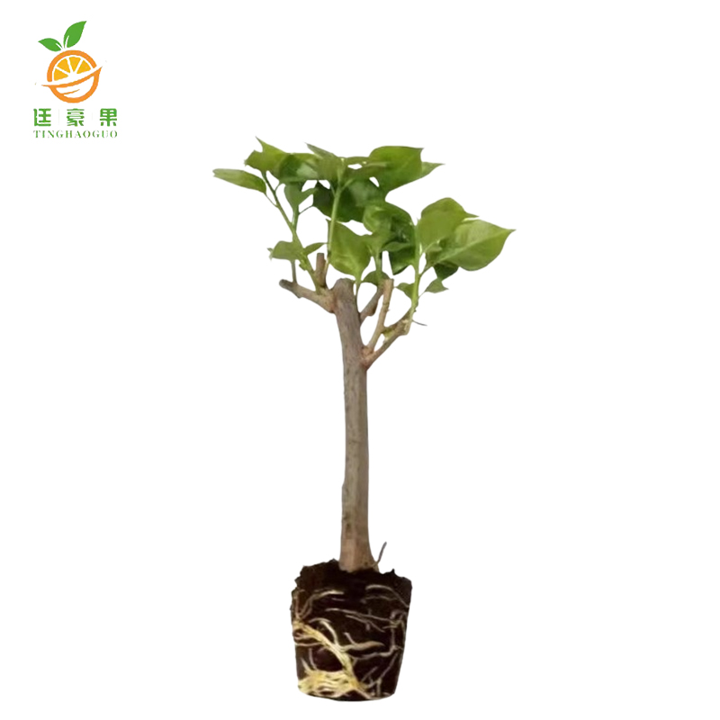 廷豪果 三角梅 高100cm /根