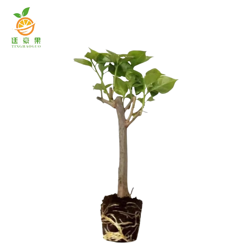 廷豪果 三角梅 高100cm /根