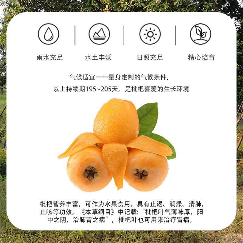 鲜绿园鲜果生榨枇杷汁饮料300ml*6瓶整箱装工厂直发批发价高清大图