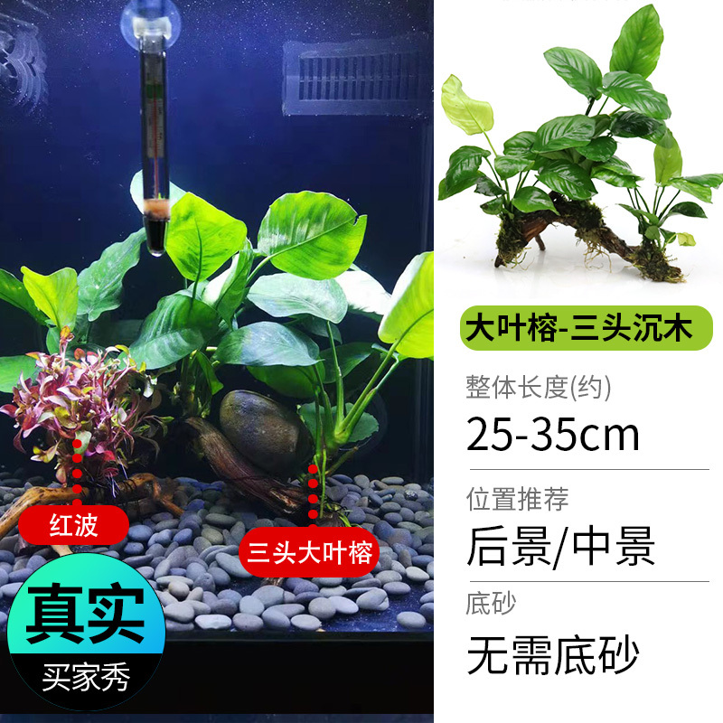 鱼缸造景莫斯沉木水榕无土植物懒人增氧真水草趴地矮珍珠陀草