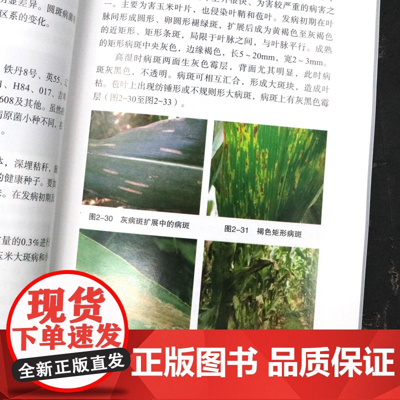 常见农作物病虫害诊断与防治彩色图鉴 农作物病虫害识别速查手册 麦稻玉米高粱谷大豆花生油菜烟草病虫害防治技术大全书高清大图