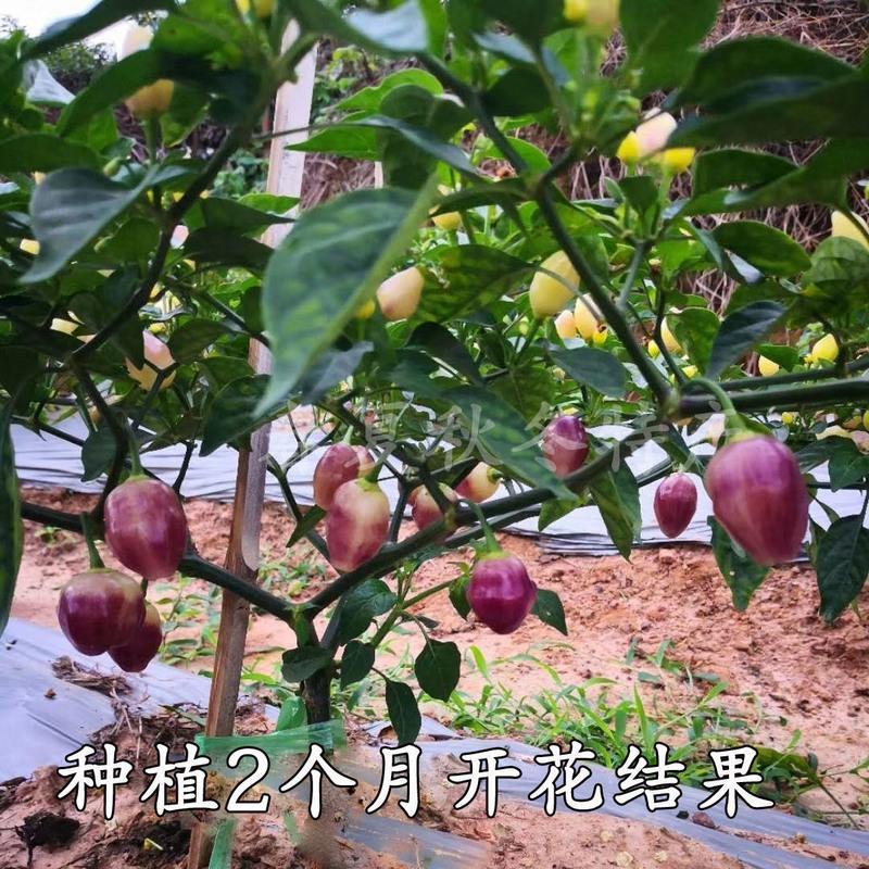 广西五彩椒七彩辣椒苗灯笼椒菜泡椒苗盆栽四季种植大苗五彩椒苗3棵送