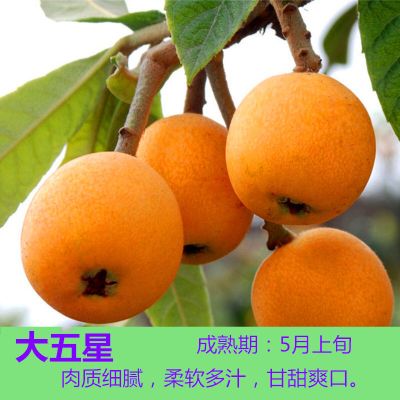 大五星 2年苗特价一棵试种 嫁接大五星枇杷苗无核枇杷树苗特大当年结果南方北方种植地栽盆栽[9月22日发完]