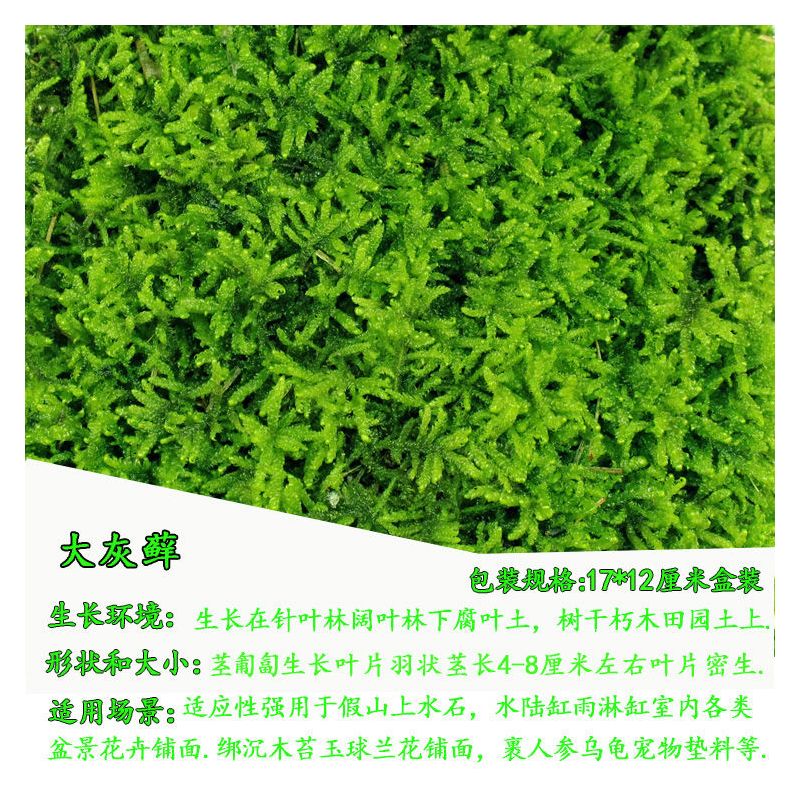 苔藓微景观鲜活植物铺面盆景草种子鱼缸苔藓生态瓶养龟造景