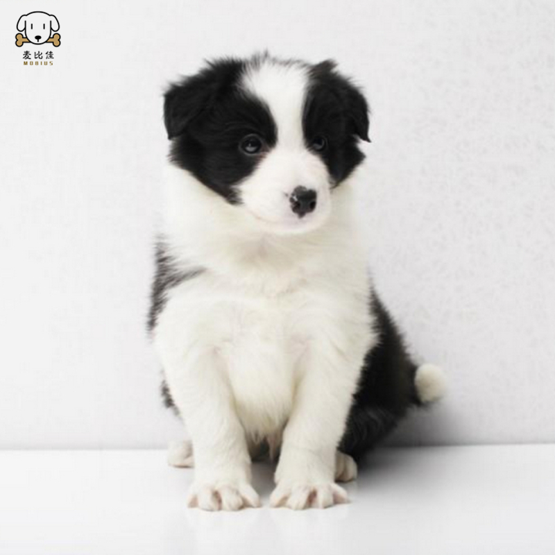 麦比佳 纯种边境牧羊犬幼犬 边牧狗狗活体幼犬双血统赛级高品质黑白三通牧羊犬 高智商边境宠物狗三通七白大围脖可视频挑选高清大图