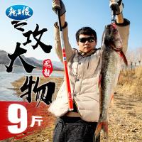 龙王恨2019飞龙钓鱼竿手竿5.4米 超硬野钓28调台钓竿手杆