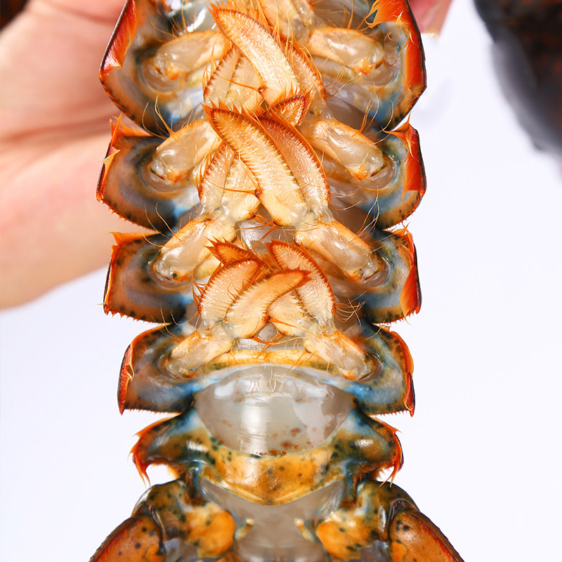 Clearwater加拿大进口鲜活新鲜生鲜大龙虾活龙虾1.5kg北极清水
