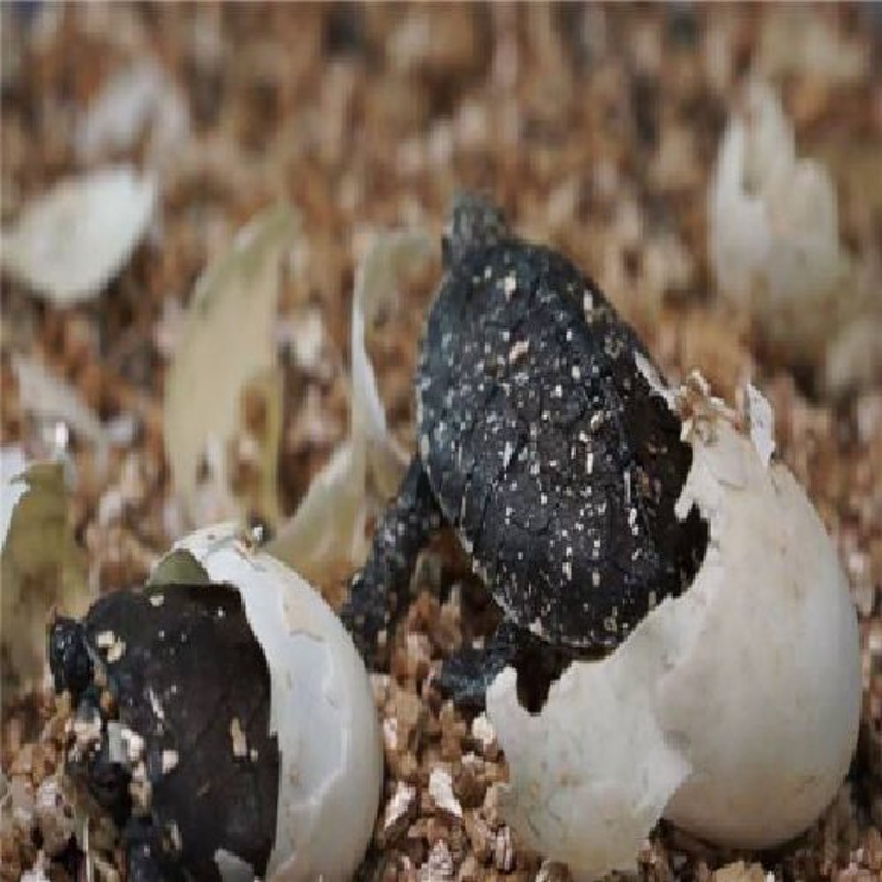 乌龟孵化盒南石蛋蛭石孵化盆孵化器水龟陆龟爬宠自然多功能孵化器中号