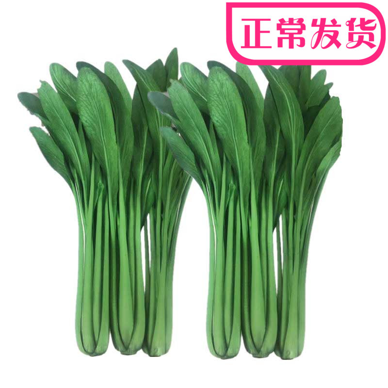 长杆白菜种籽高梗青高杆白小白菜上海青鸡毛菜种子腌制酸菜蔬菜种