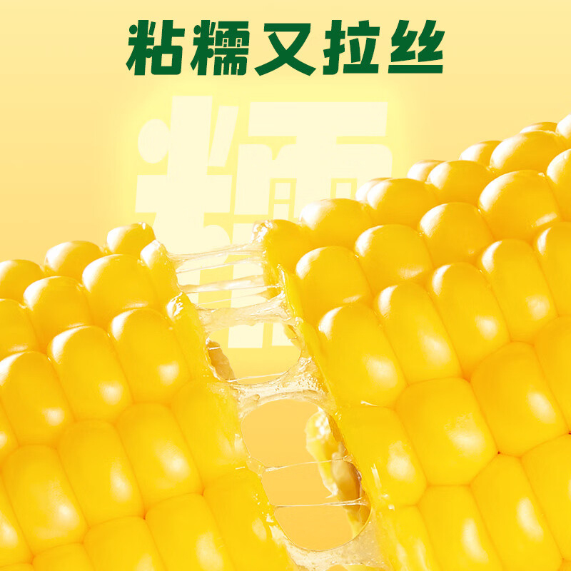 十月稻田玉米黄糯玉米东北黏苞米早餐粗粮真空包装800g