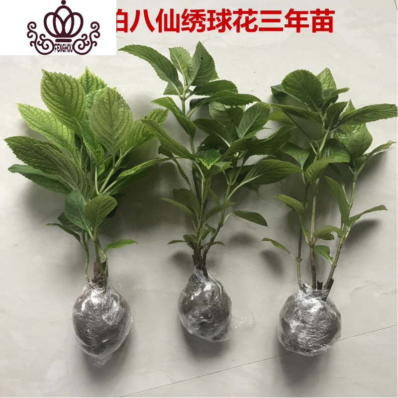 封后无尽夏绣球花苗盆栽花卉老桩植物室内带花苞八仙特大当年开花四季1爆米花当年开花3棵不含盆图片 高清实拍大图 苏宁易购