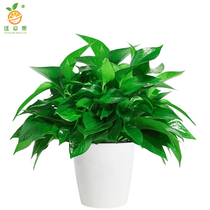 廷豪果 绿萝盆栽 12盆 /套高清大图