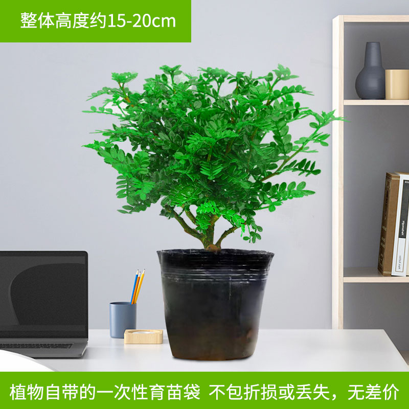 茉莉花苗盆栽带花苞九里香老桩驱蚊花卉植物室内浓香四季开花物内 含盆 3年苗清香驱蚊胡椒木养护袋+肥料
