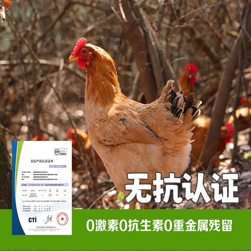 蛋鲜森徽州无抗童子鸡 1000g±50g/只 2只装 整鸡净膛 顺丰 清蒸白切专用高清大图