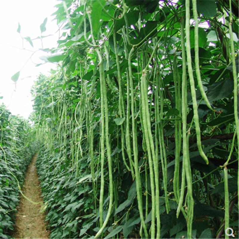 金盛达宁豇三号豇豆种子四季播矮豇豆籽无需搭架长豆角蔬菜种子