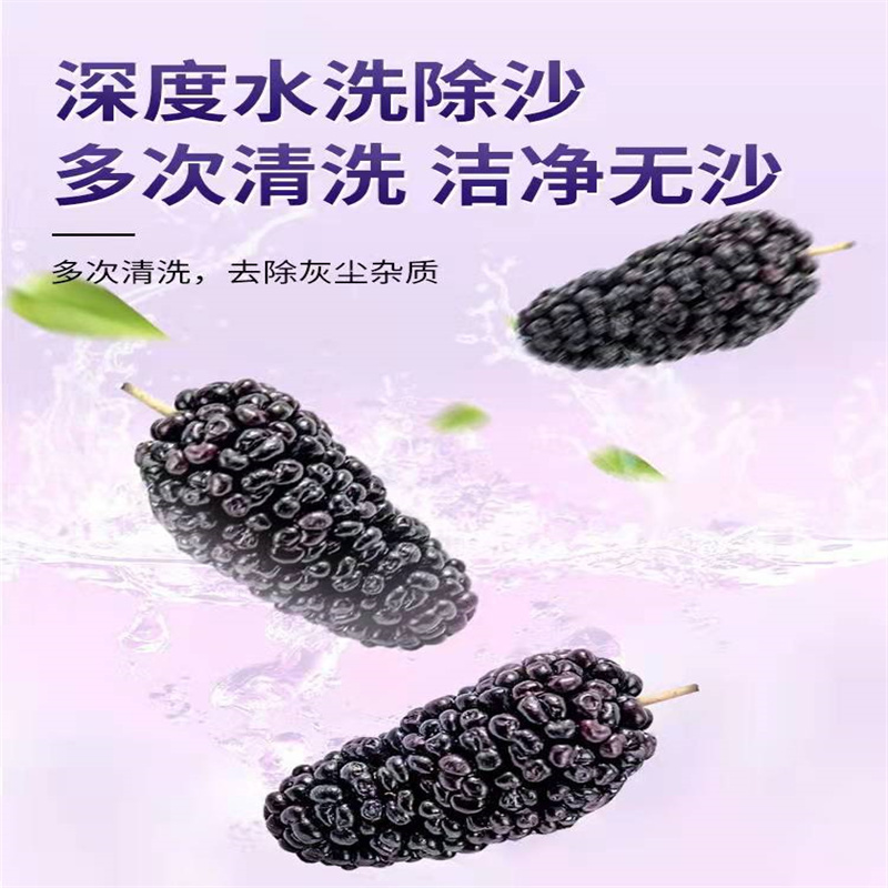 [3罐装]南京同仁堂乐家老铺 桑椹干 120g/罐 黑桑葚非新鲜特级新疆桑椹泡水免洗即食泡茶