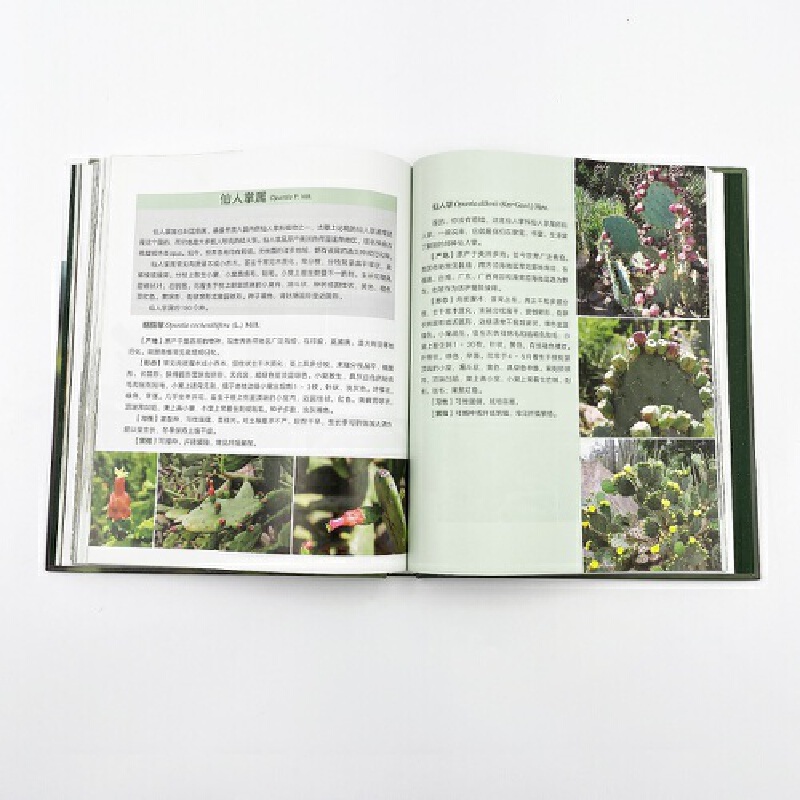 [醉染正版]仙人掌植物百科 仙人掌物种起源分布生态背景与形态特征栽培要点仙人掌栽培书籍 仙人掌植物鉴赏图谱图鉴生活养花书高清大图