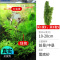 鱼缸造景莫斯沉木水榕无土植物懒人增氧真水草趴地矮珍珠陀草