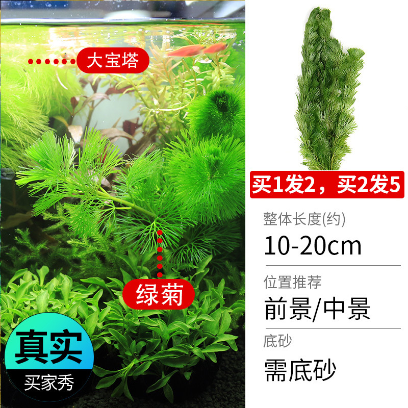 鱼缸造景莫斯沉木水榕无土植物懒人增氧真水草趴地矮珍珠陀草