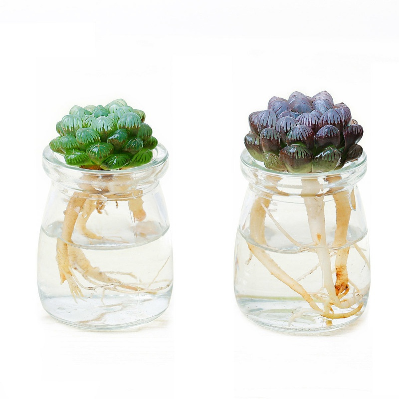 环欧行 Huanouxing 鲜花绿植 直播特卖 多肉植物水培玉露玻璃瓶水培多肉肉肉多肉玉露大颗多肉植物 环欧行 价格图片品牌报价 苏宁易购严选优品家居专营店