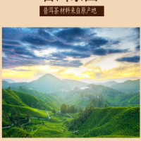 溪碧山普洱500g/桶