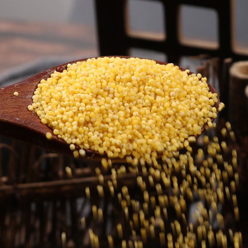 内蒙赤峰金苗小米5斤新农家小米粥黄小米五谷杂粮月子宝宝米500g金苗