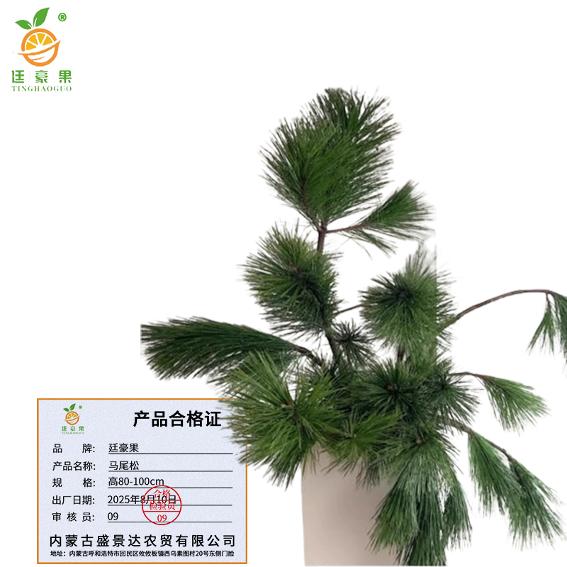 廷豪果 马尾松 高80-100cm /棵高清大图