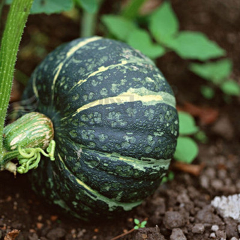 贝贝绿皮南瓜板栗味粉糯香甜宝宝辅食新鲜蔬菜5斤装