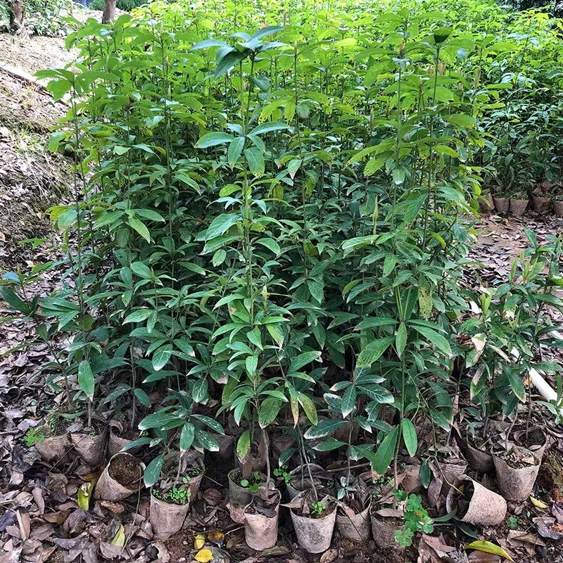 苗木金丝楠木树苗正宗奇楠沉香海南黄花梨小叶紫檀珍稀酸枝苗