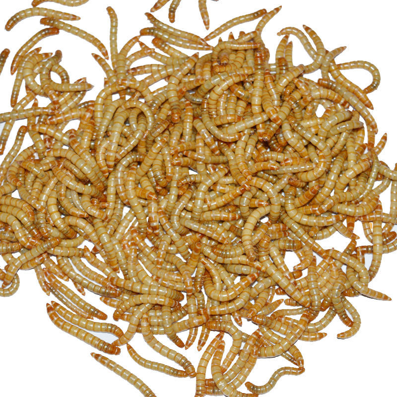 5cm 面包虫活体黄粉虫活虫鲜活虫种虫金龙鱼石蛙仓鼠蜥蜴画眉鸟饲料食