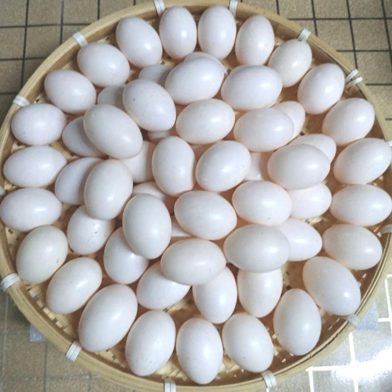 赛卡伊30枚新鲜鸽子蛋自产自销顺丰五谷杂粮散养现捡现发省内隔日到