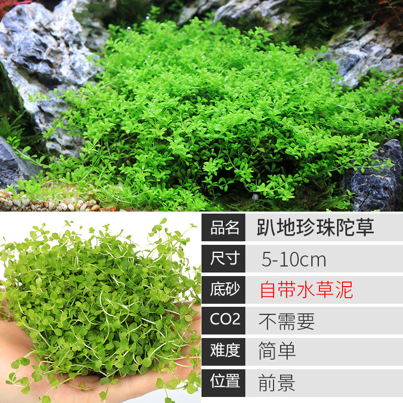 大九叶皇冠草真水草鱼缸装饰懒人水草淡水有茎类中后景性草