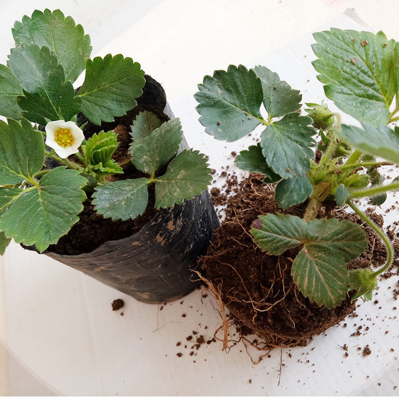 四季盆栽草莓苗室外北方地栽南方阳台草莓盆栽带盆带土当年结果树参数