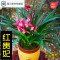 浓香型矮种[红贵妃]兰花苗盆栽室内花卉四季兰建兰绿植好养(请先与客服确认再下单)
