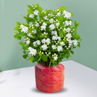 茉莉花苗盆栽带花苞九里香老桩驱蚊花卉植物室内浓香四季开花物内 含盆 开花爆盆带花苞发货茉莉花6年苗10棵-1盆原土无盆+肥料