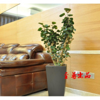 办公室内盆景大型绿植财树招财植物金钱树金钱兜盆栽福禄桐树桩