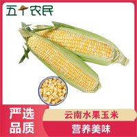 [五个农民]云南水果甜玉米新鲜苞米应季蔬菜整箱5斤装