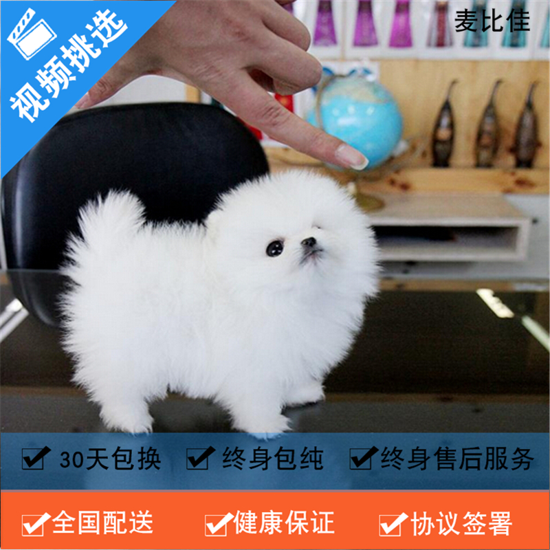 麦比佳 纯种哈多利系球体博美犬活体动物 茶杯博美犬 日系俊杰双血统长不大的茶杯狗白色博美犬 赛级博美犬活体狗狗纯种博美犬高清大图