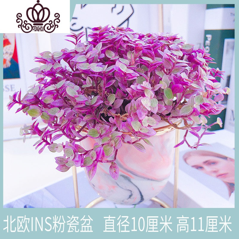 封后 Fenghou 园艺用品封后肉肉新款爆盆多肉植物油画婚礼吊兰锦花卉组合盆栽含盆北欧ins粉瓷盆 胭脂云带盆栽 好 价格图片品牌报价 苏宁易购战狼家居专营店