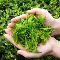 [买一斤送半斤] 新茶 毛尖茶高山茶叶绿茶 绿茶2罐400g