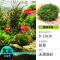 鱼缸造景莫斯沉木水榕无土植物懒人增氧真水草趴地矮珍珠陀草