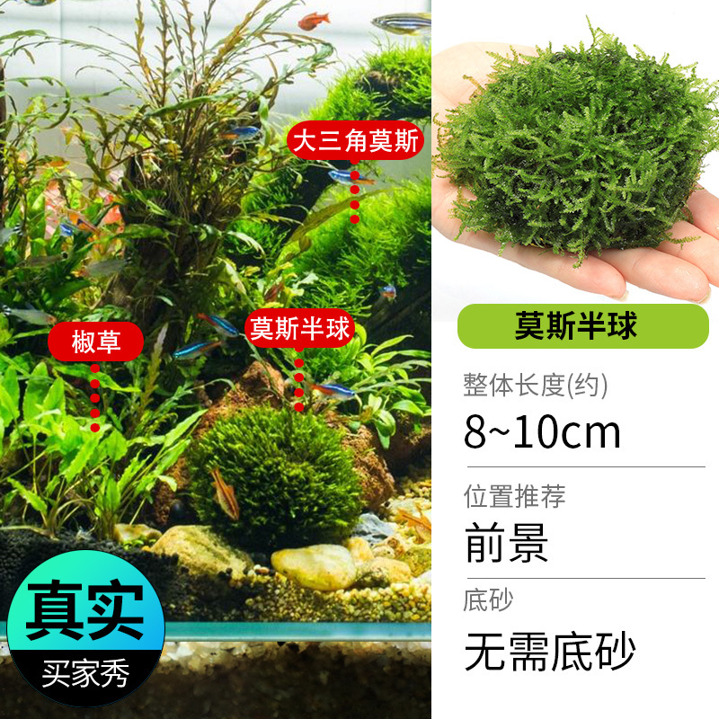 鱼缸造景莫斯沉木水榕无土植物懒人增氧真水草趴地矮珍珠陀草
