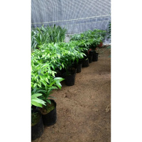 室内客厅办公室植物 竹柏盆栽 竹叶柏 罗汉柴 大果竹柏盆景