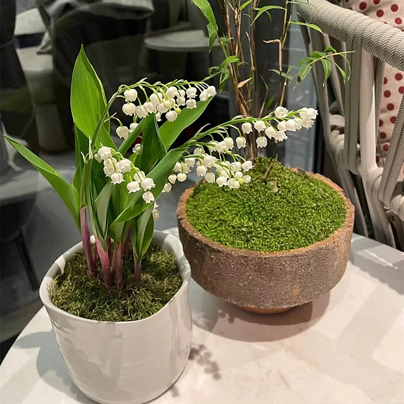 铃兰花苗带芽带根盆栽植物种球耐寒室内外花卉绿植四季开玲