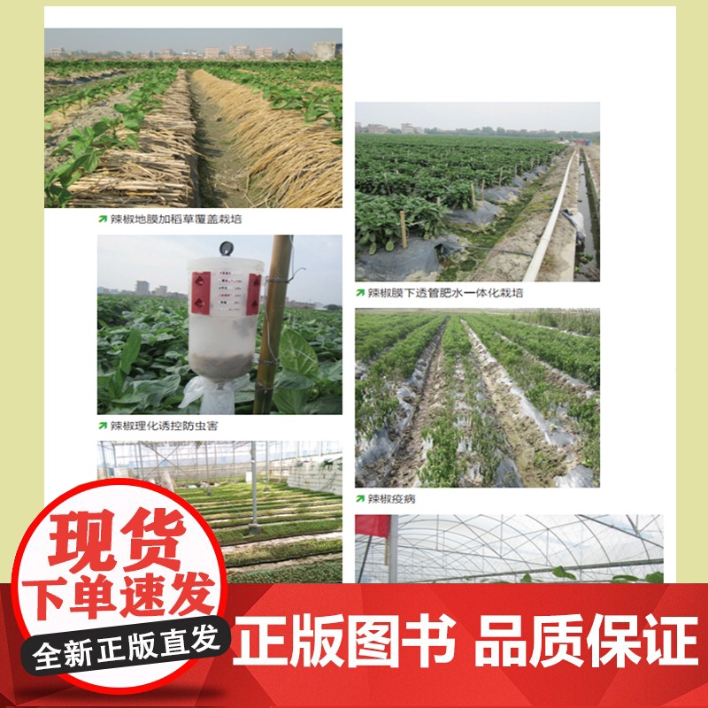 大宗蔬菜栽培实用技术 辣椒 番茄 青瓜 茄子 菜豆 大棚蔬菜种植技术 蔬菜病虫害图谱与防治 农业技术 农业种植技术大全书高清大图