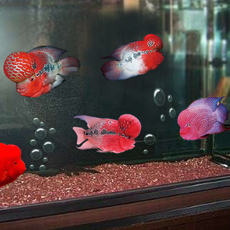 水族罗汉砂 鱼缸造景鸡血砂 鹦鹉鱼增红底砂诱色装饰造景罗汉发色高清大图