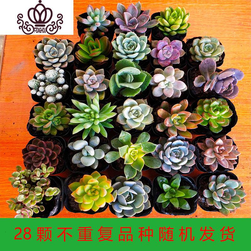 封后肉肉多肉植物组合盆栽花卉室内超大一整箱50颗多肉套餐清棚批发72颗精选多肉一半以上贵货裸根不带土图片 高清实拍大图 苏宁易购