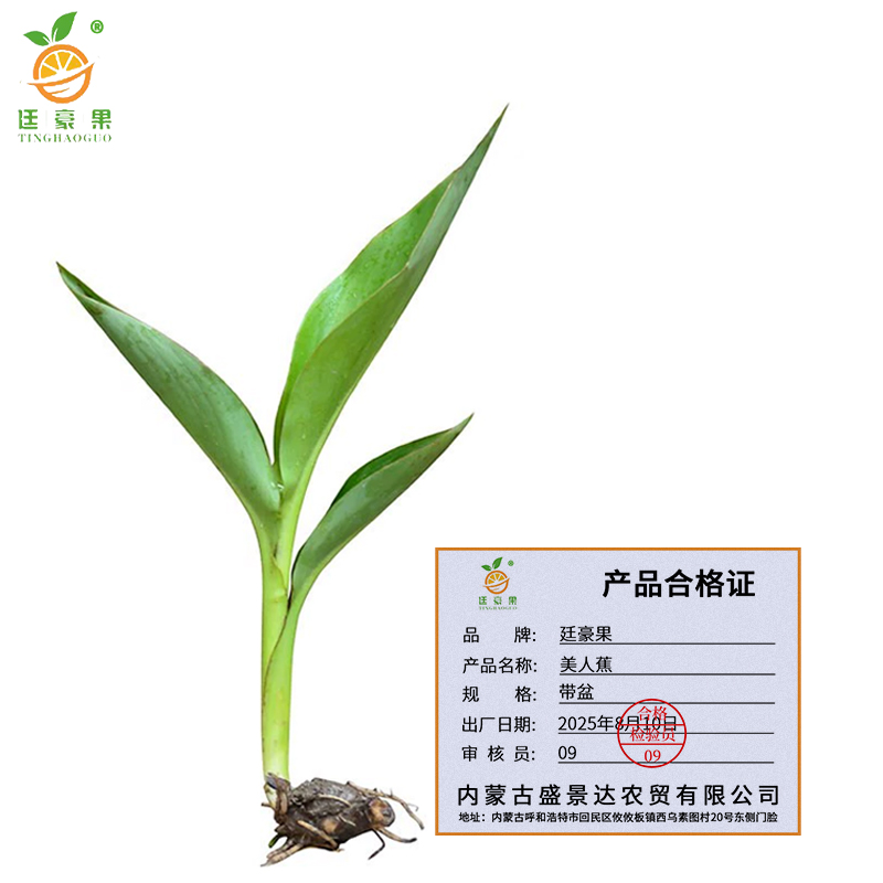 廷豪果 美人蕉 带盆 /盆高清大图